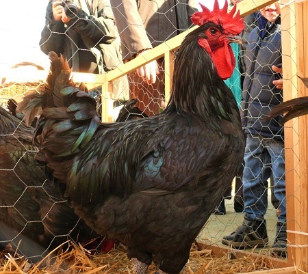 9 3 - Penedesenca Chicken