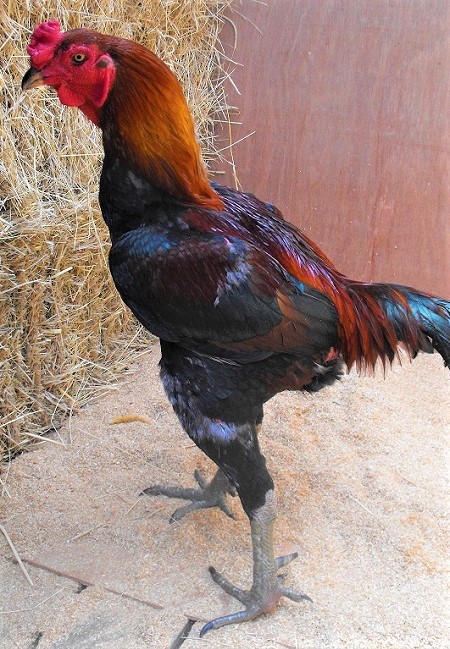 Aussie Game Cockerel - Australian Game Chicken