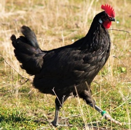 Gallina castellana negra - Castellana Negra‎ Chicken