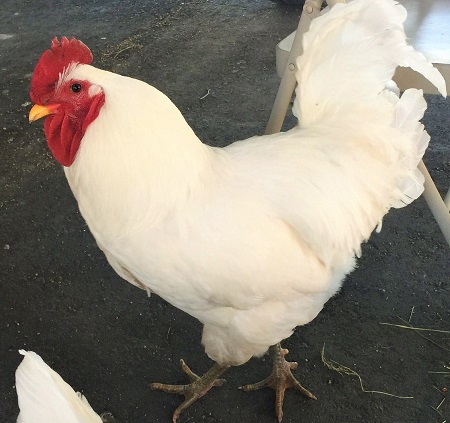 White Jersey rooster - Jersey Giant Chicken