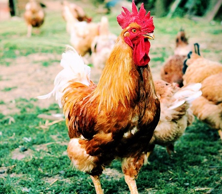 cock 1227484 1280 - Empordanesa Chicken