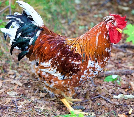 cock 2611372 1280 - Millefiori di Lonigo Chicken