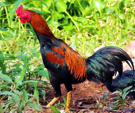 cock 2816744 1280 1 - Thai Game Chicken