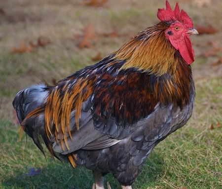 cock 3772342 1280 1 - Rumpless Game Chicken
