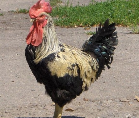1 10 - Yurlov Crower‎ Chicken