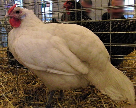 1 16 - Alsacienne Chicken