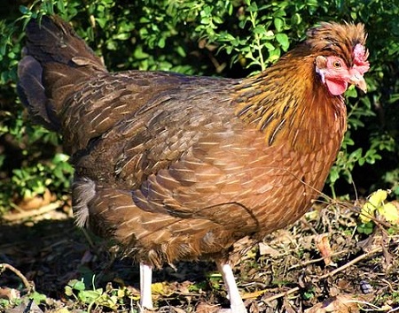 1 20 - Altsteirer Chicken