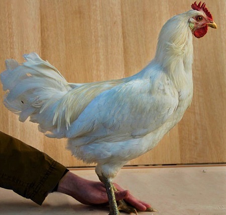 1 6 - Berat Chicken