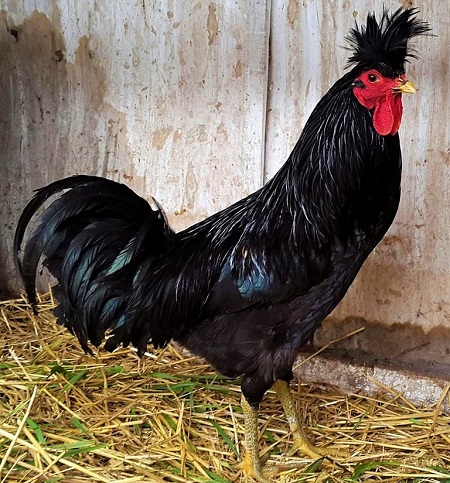 1 7 - Kosova Longcrower Chicken