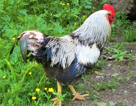 2 4 - Yurlov Crower‎ Chicken
