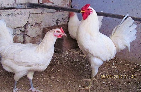 2 5 - Berat Chicken