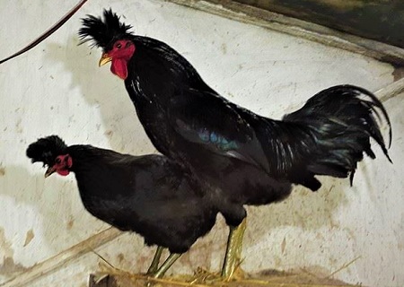 3 2 - Kosova Longcrower Chicken