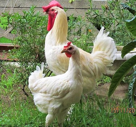 3 - Berat Chicken
