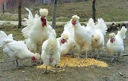 5 3 - Sanjak Longcrower Chicken