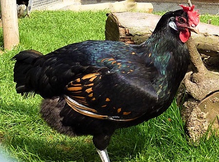 579px Wilhelma Haushuhn 2 - Bergischer Kräher Chicken