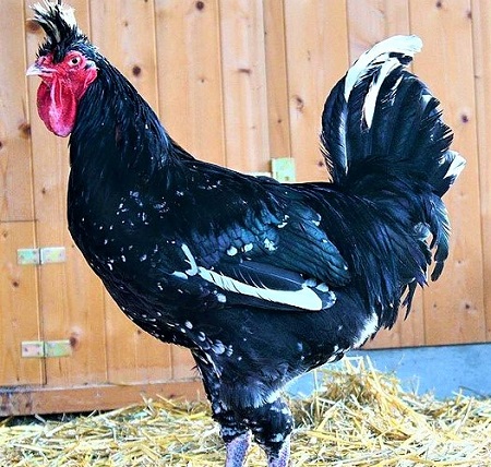 6 3 - Sanjak Longcrower Chicken