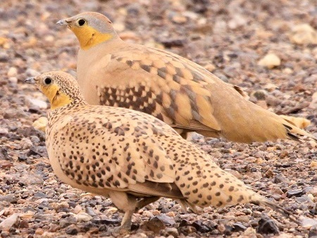 7 2 - Spotted Sandgrouse