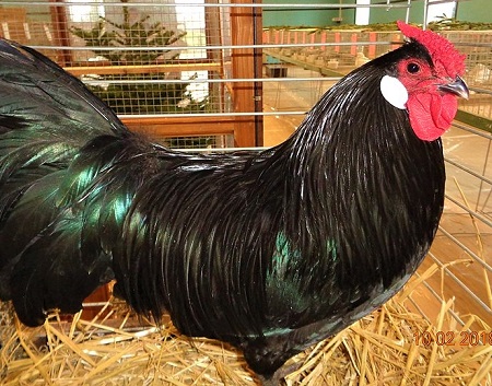 8 8 - Alsacienne Chicken