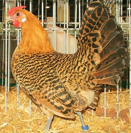 AssendelfterKrielhen - Assendelfter Chicken