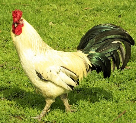 Grass Haan Bird Whey Animal Nature 1371979 - Assendelfter Chicken