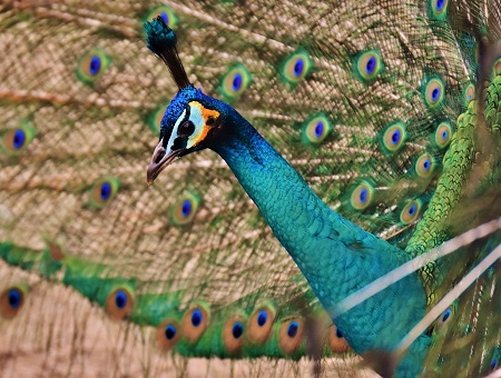 peacock 2147887 1280 - Green Peafowl