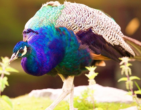 peacock 2612859 1280 - Peafowls
