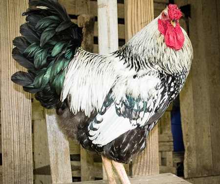 rooster 3620544 1280 - Yurlov Crower‎ Chicken