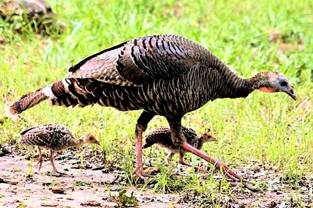 turkey hen and babies walking - Wild Turkey