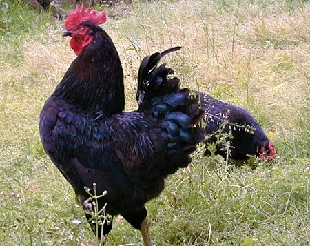 1 11 - Euskal Oiloa Chicken