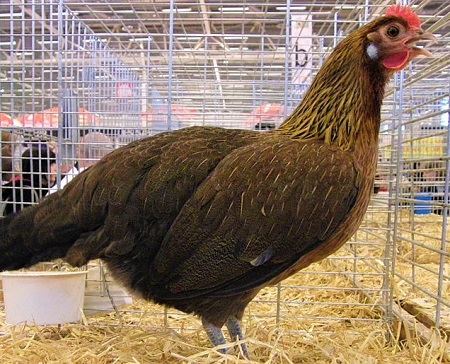 1 12 - Gauloise Dorée Chicken