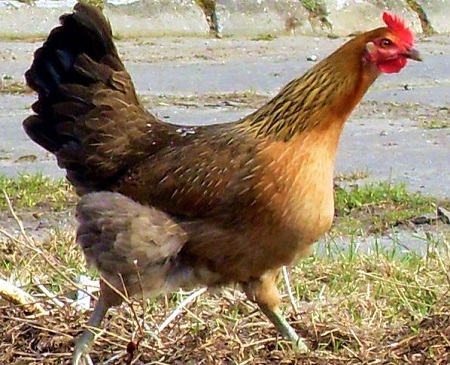 1 14 - Green-Legged Partridge Chicken