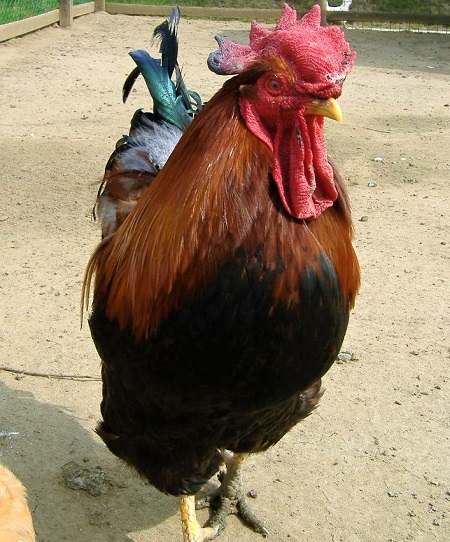 1 15 - Hungarian Chicken