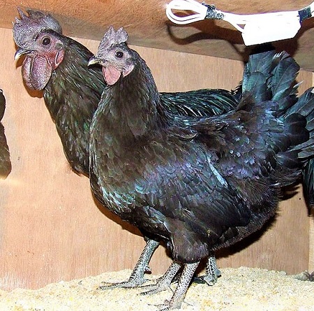 1 16 - Kadaknath Chicken