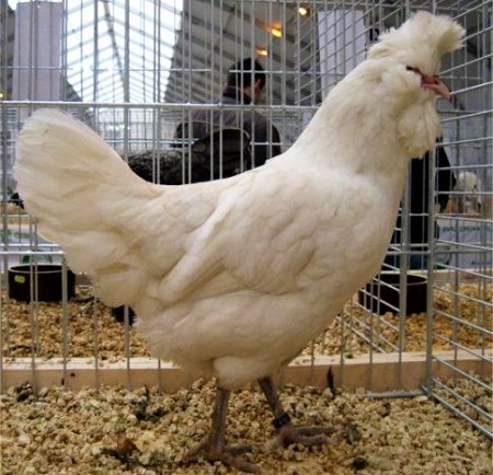 1 23 - Polverara Chicken