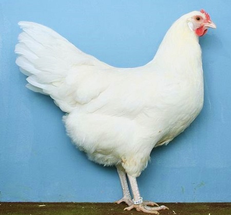 1 25 - Saxonian Chicken