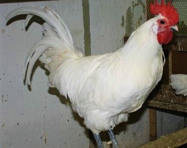 1 26 - Ramelsloh Chicken