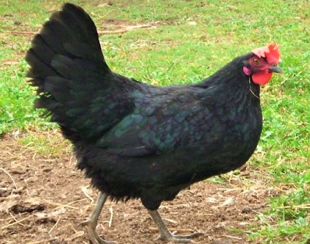 1 3 - Black Shumen‎ Chicken