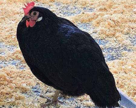 1 32 - Valdarno Chicken