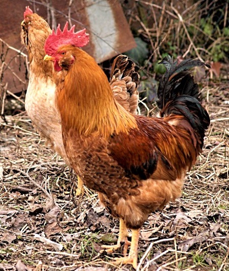 1 4 - Boffa Chicken