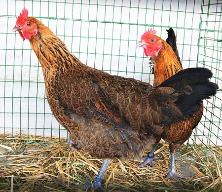 1 9 - Czech Gold Brindled Chicken