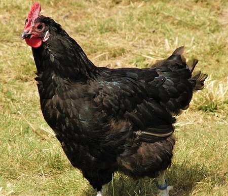 1 - Barbezieux Chicken