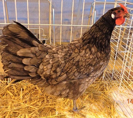 10 1 - Alsacienne Chicken