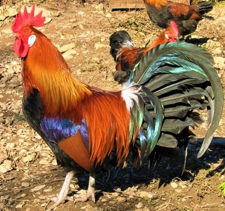 2 12 - Gauloise Dorée Chicken