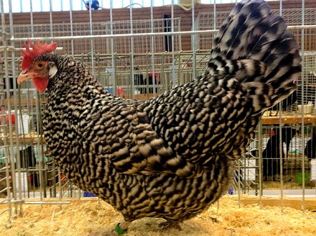 2 15 - Krüper Chicken