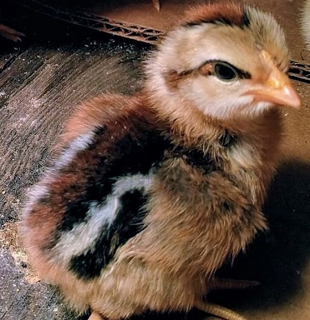 Green-Legged Partridge Chicken