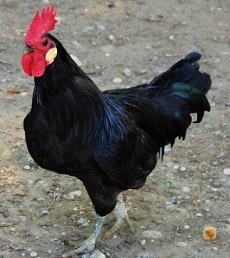 2 17 - Landaise Chicken
