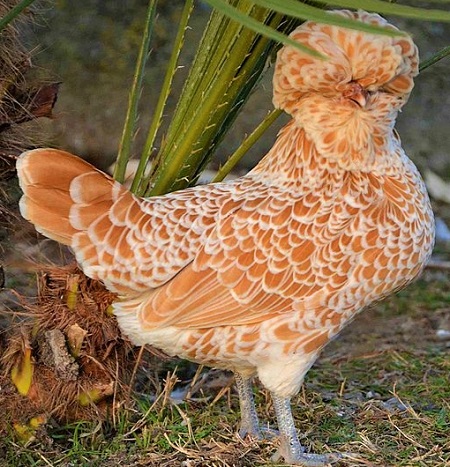 2 20 - Padovana Chicken