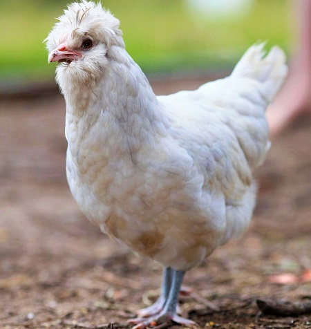 2 22 - Polverara Chicken