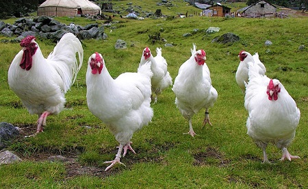 2 24 - Swiss Chicken