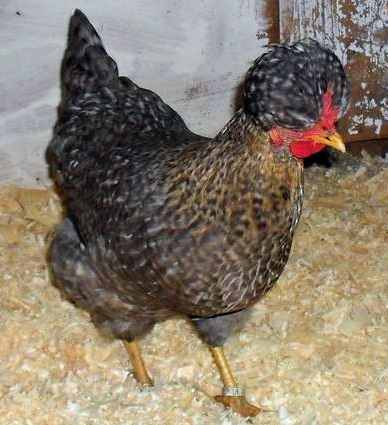 2 29 - Ukrainian Crested Chicken